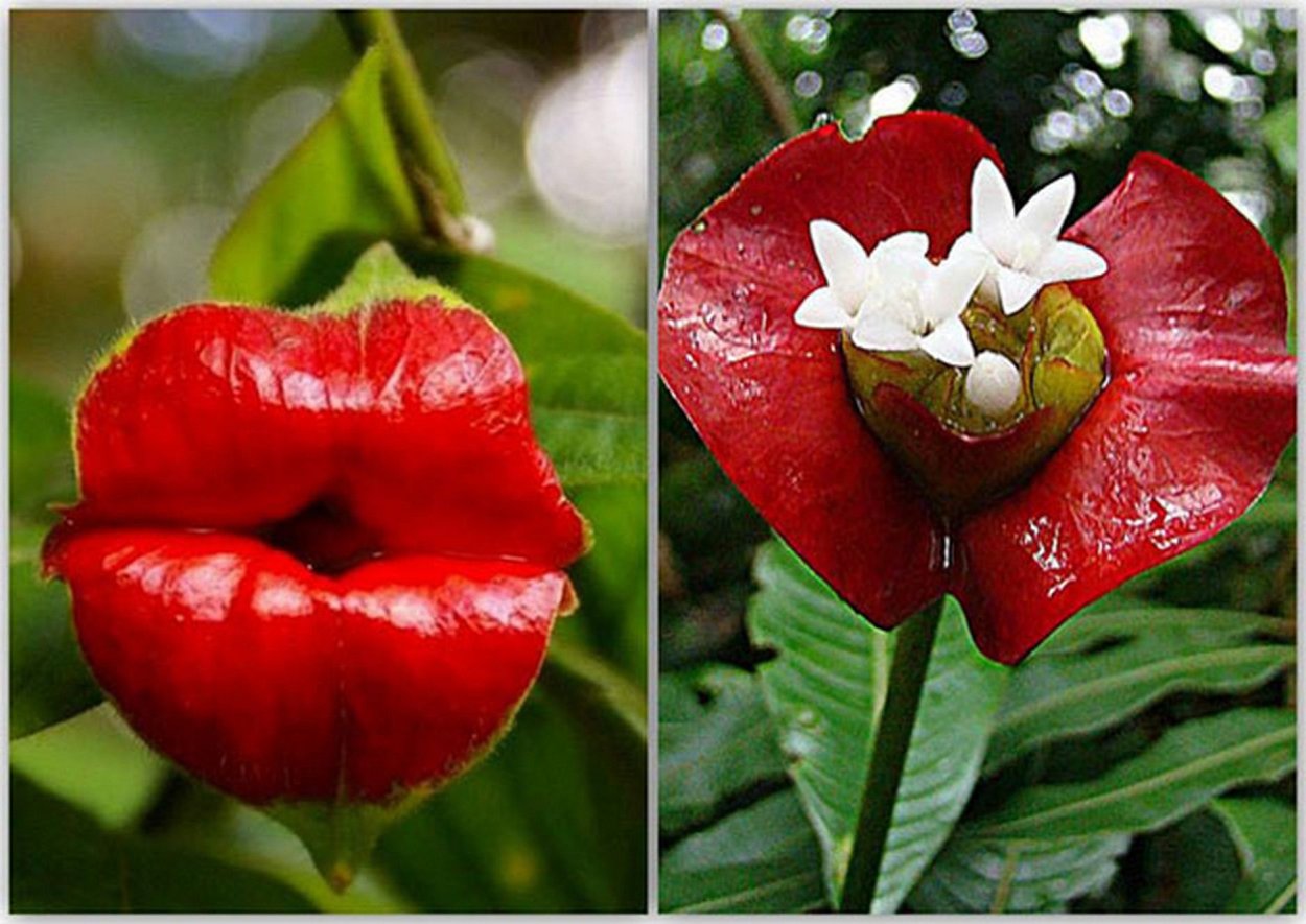 Психотрия возвышенная (Psychotria elata)
