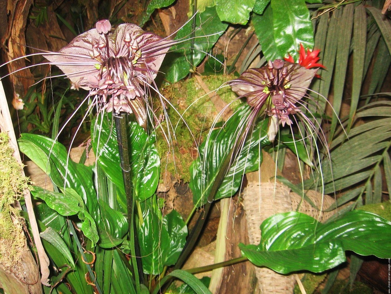 Такка растение