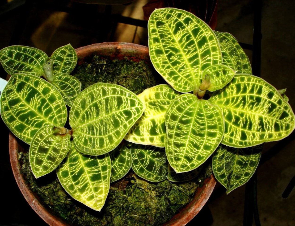 Макодес петола