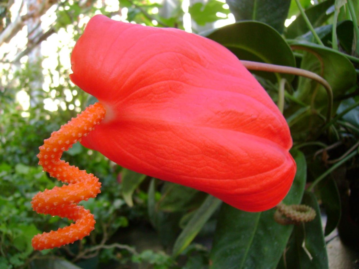 Антуриум Шерцера фото