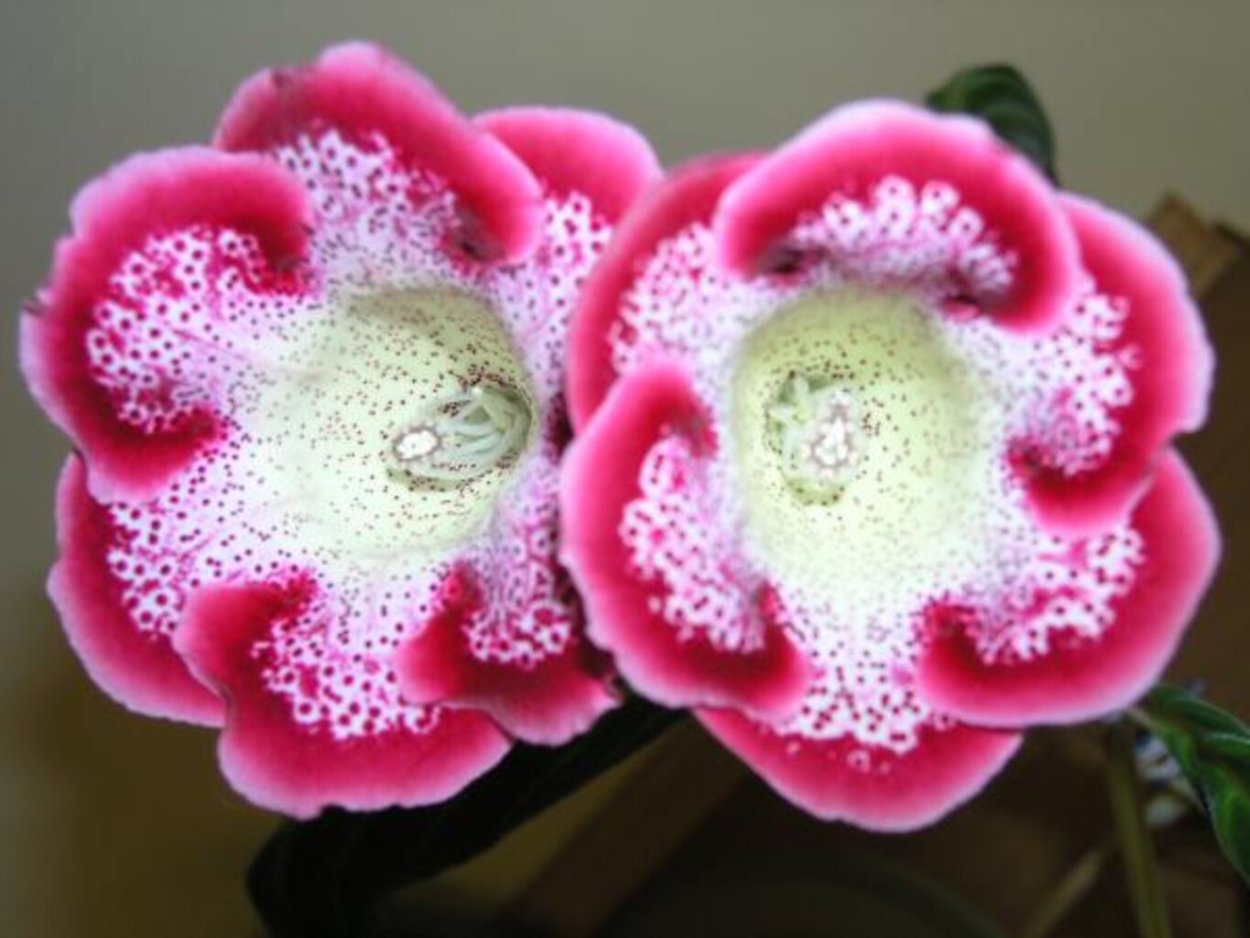 Глоксиния Королевская (синнингия Королевская) (Sinningia Regina Sprague)