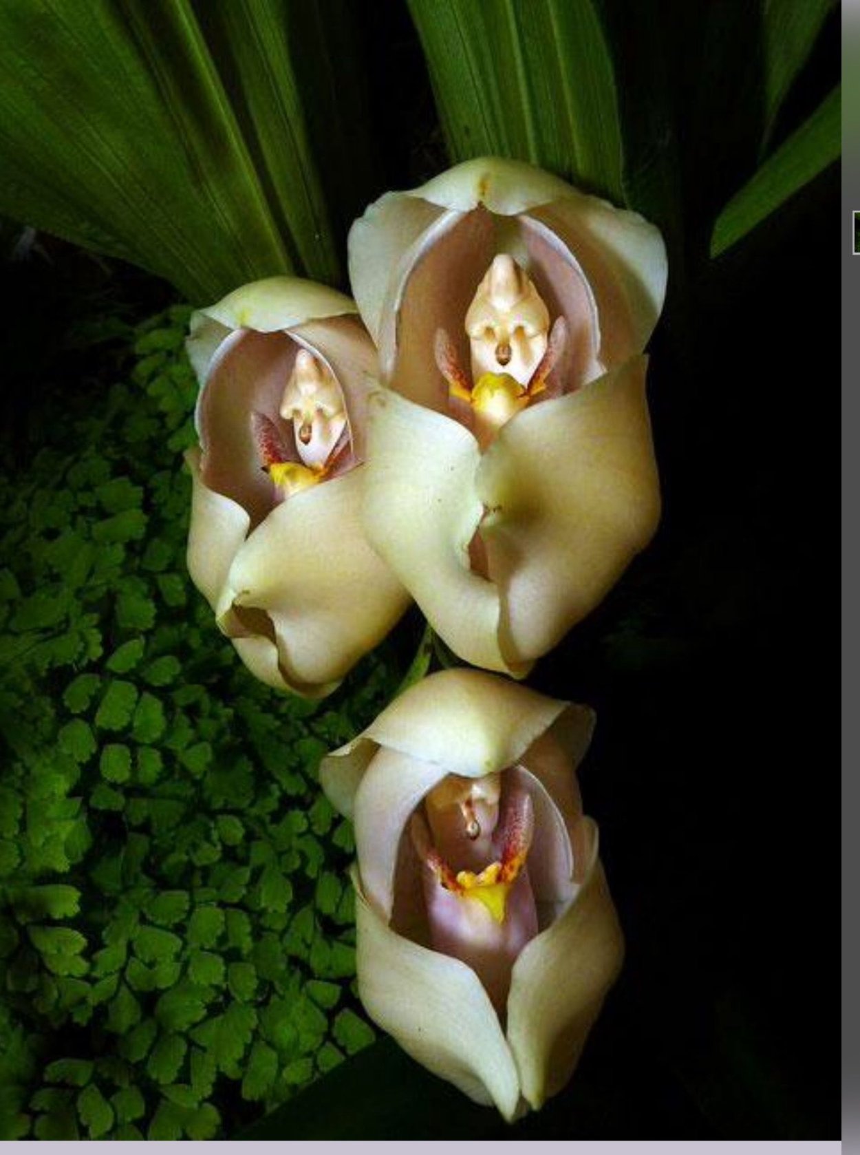 Anguloa uniflora