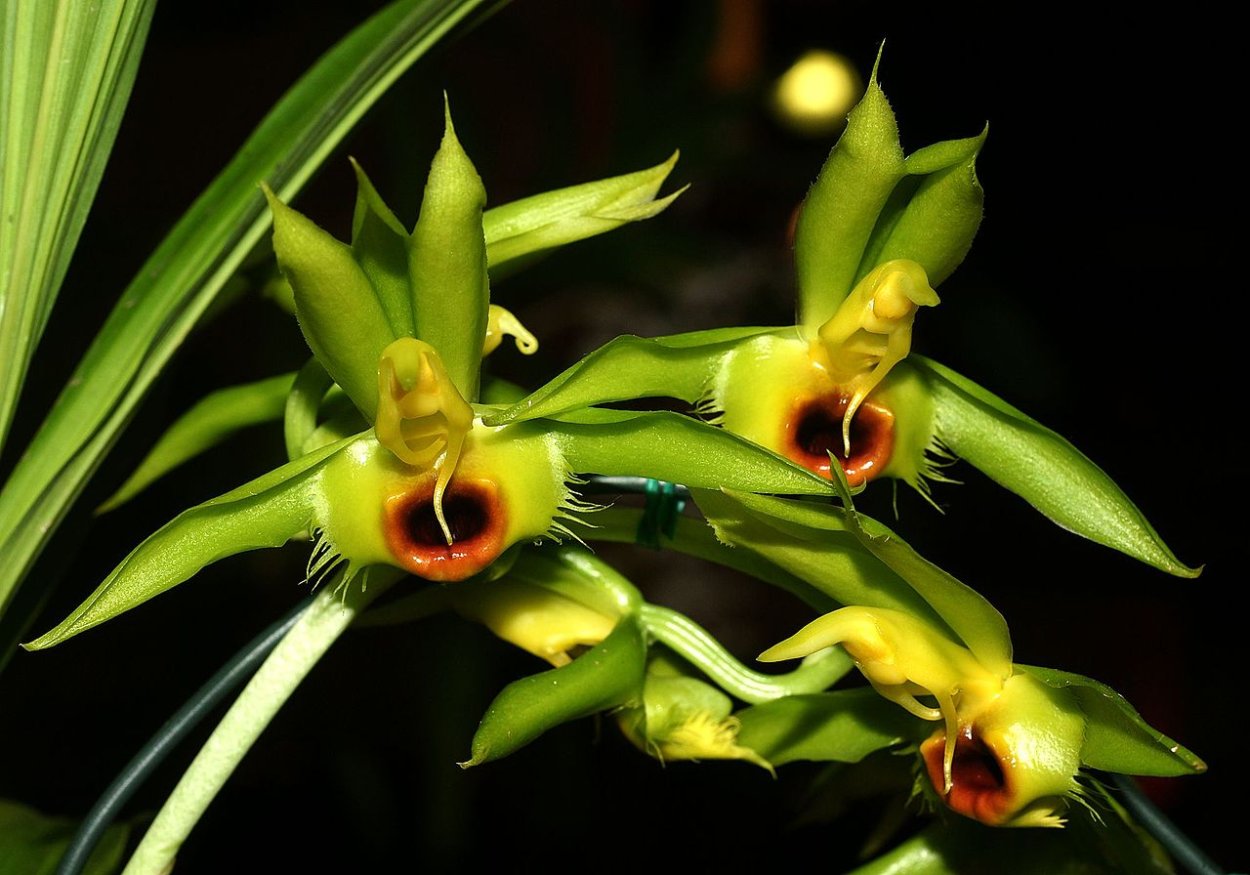 Catasetum osculatum