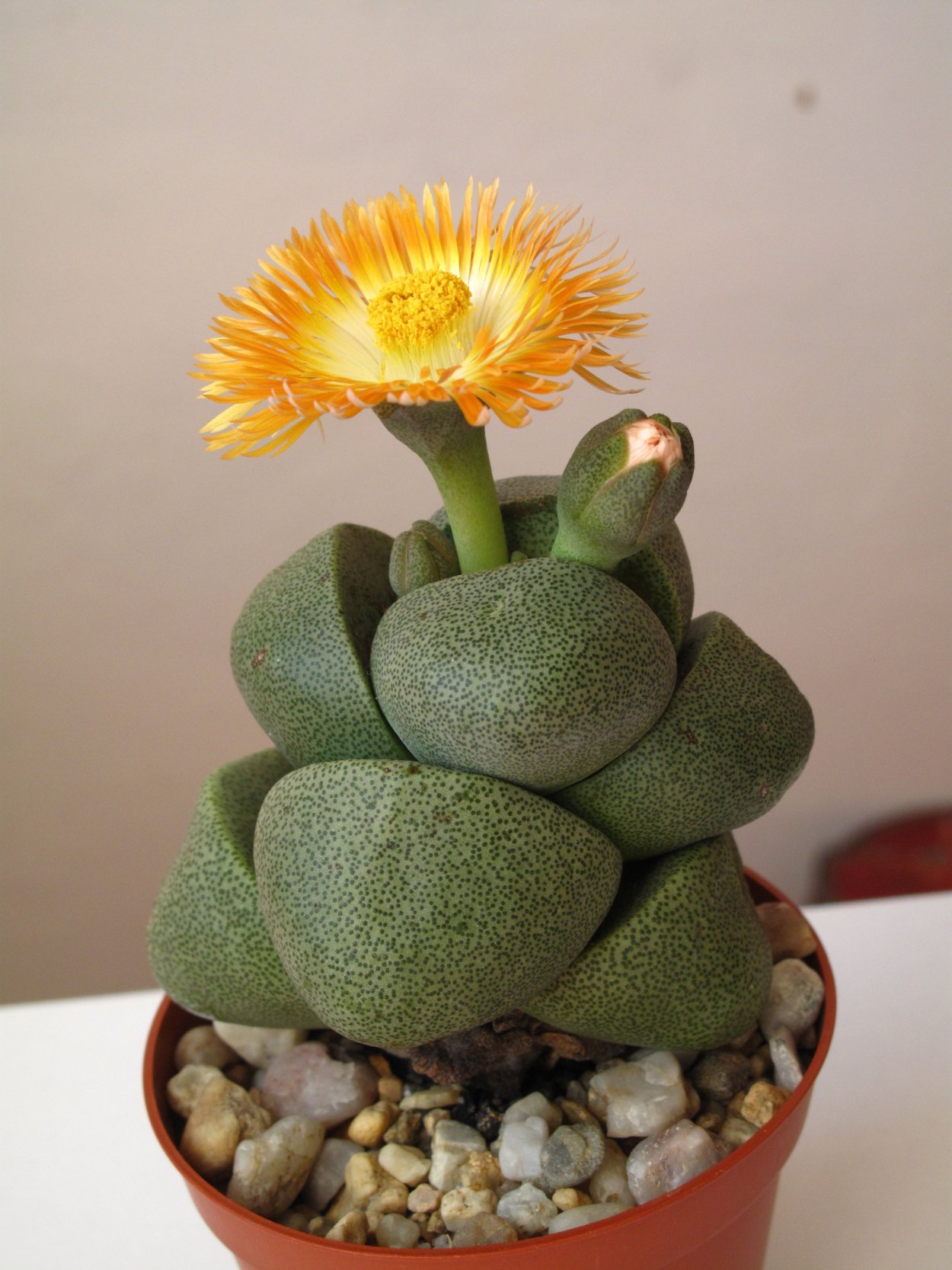 Суккуленты Плейоспилос