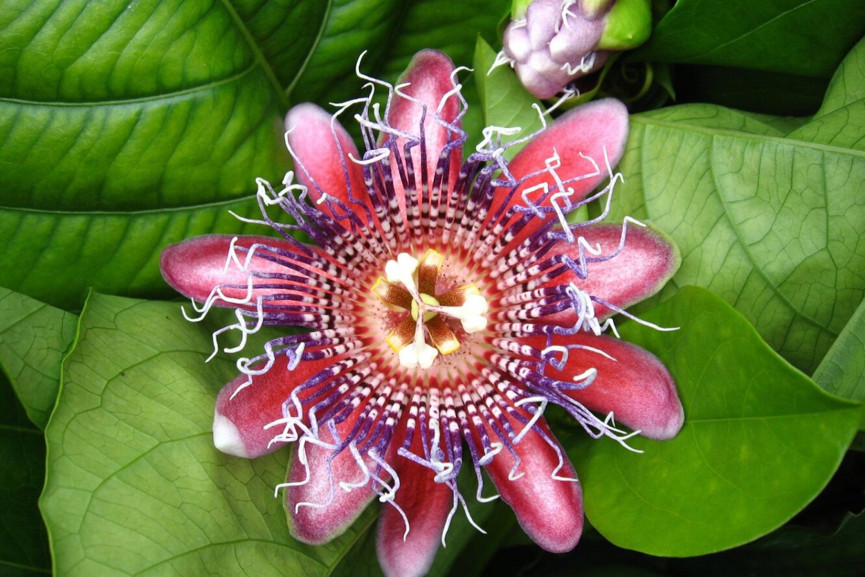 Пассифлора cinnabarina