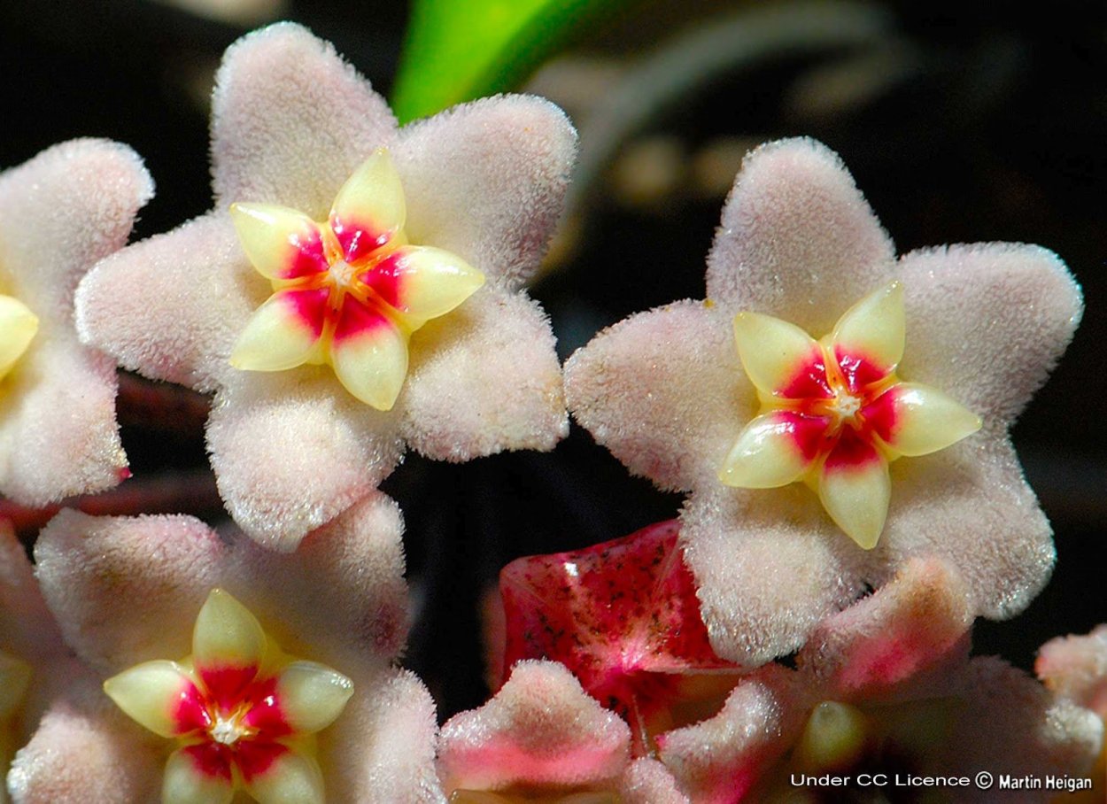 Цветок в виде звезды