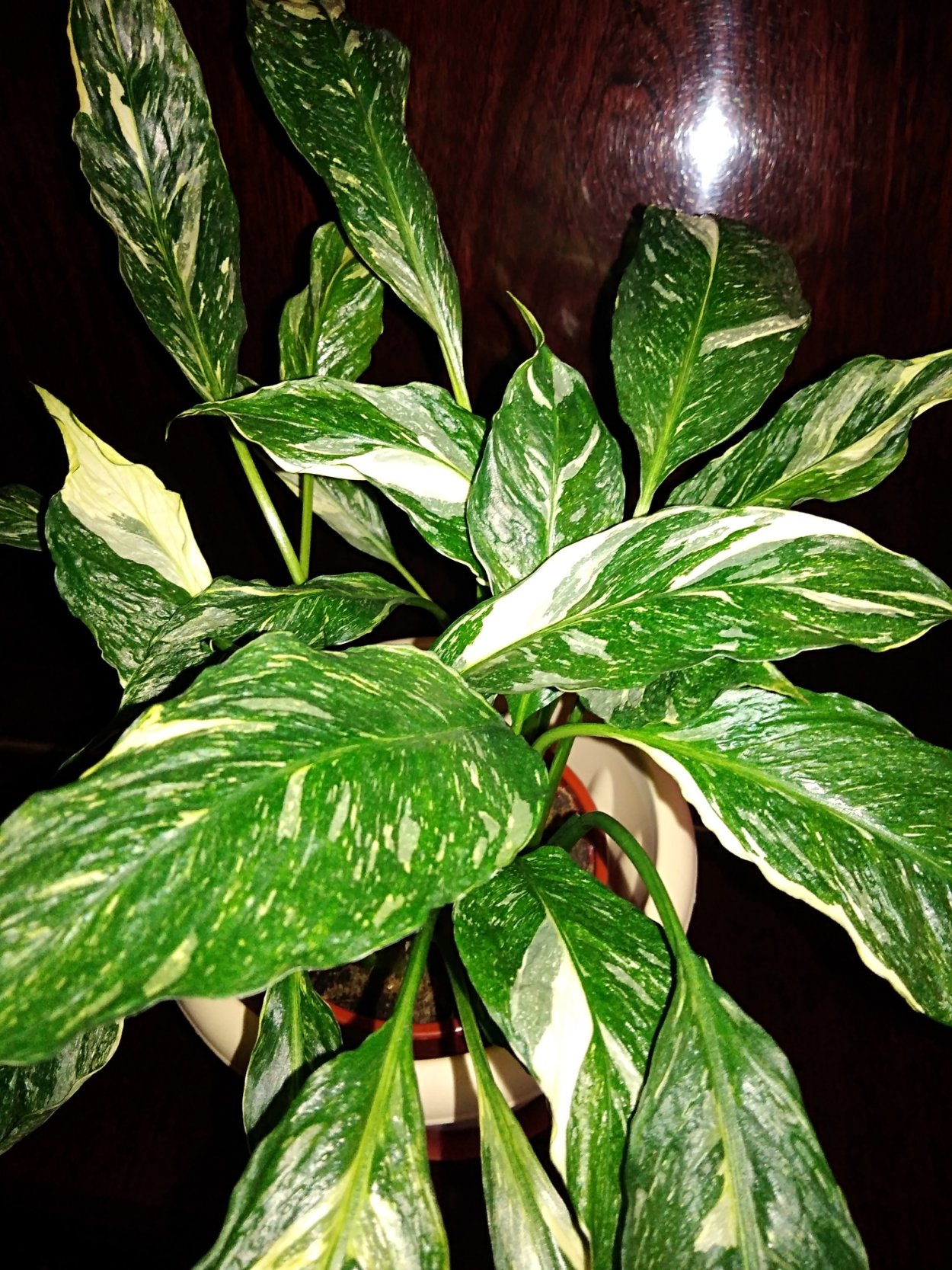 Спатифиллум вариегатный Домино