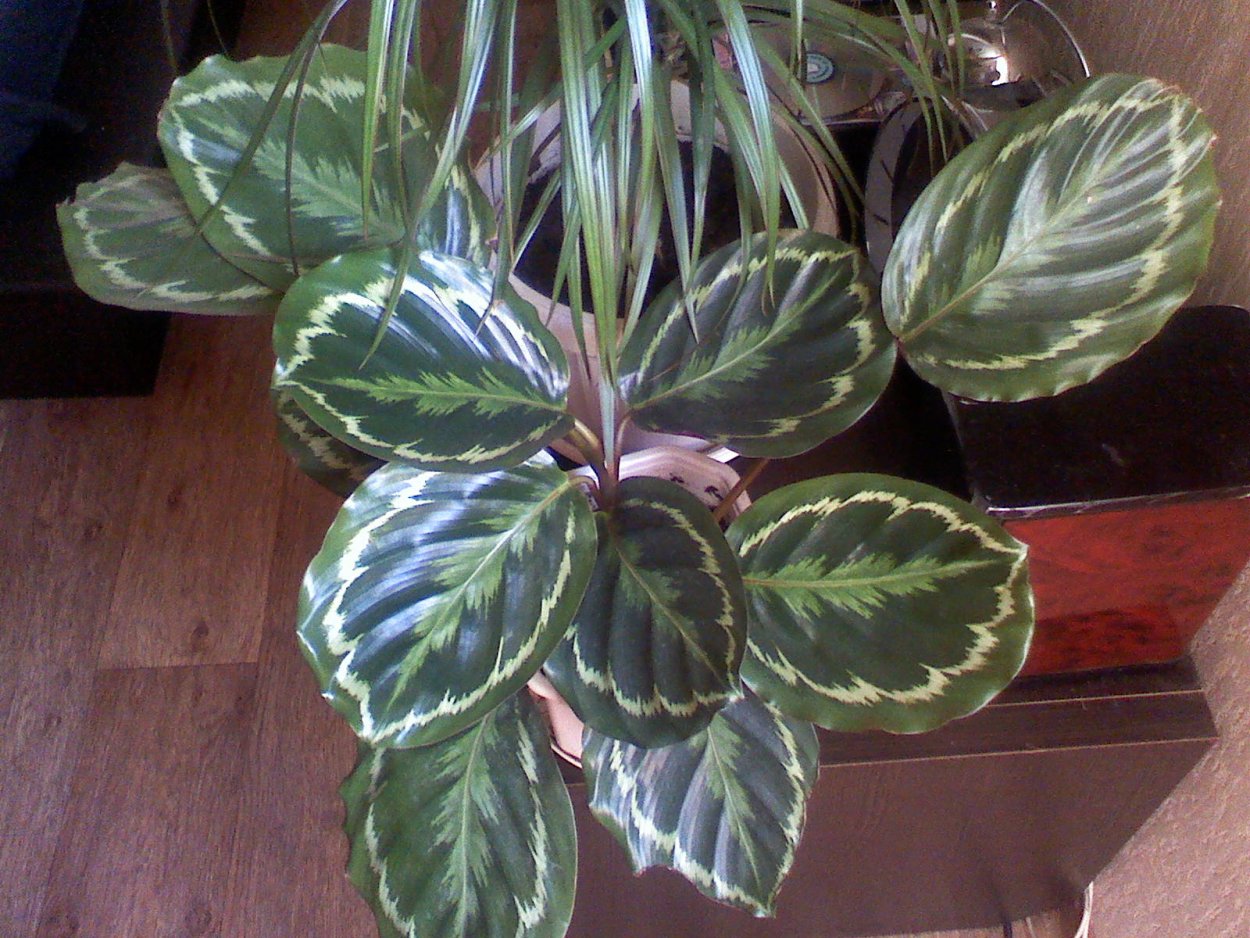 Калатея цветок пятнистый