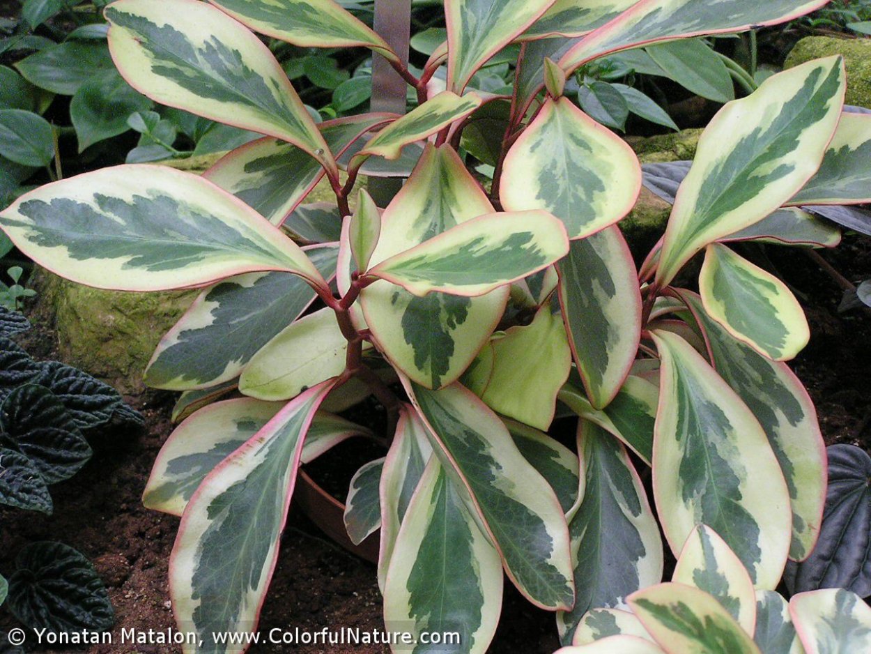 Пеперомия клузиелистная