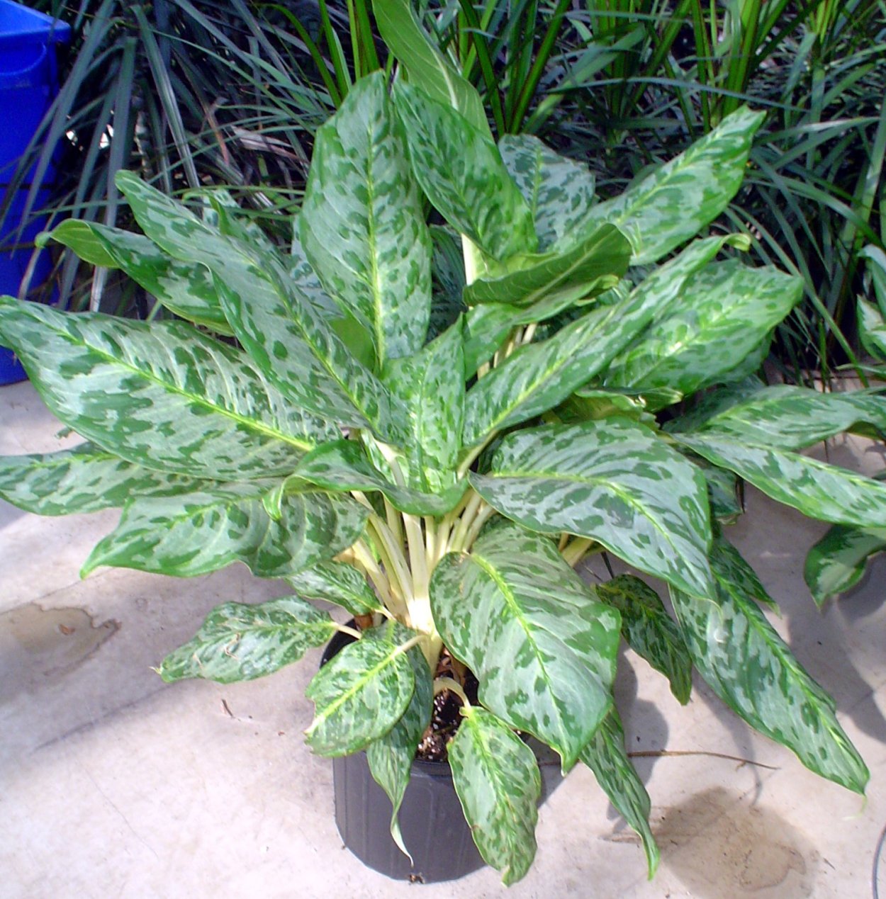 Аглаонема Павлин