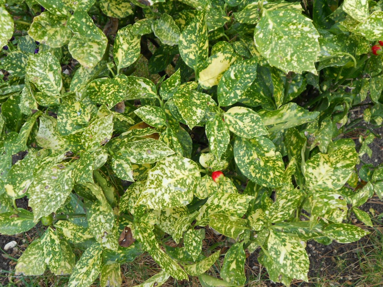 Растение с пятнистыми листьями