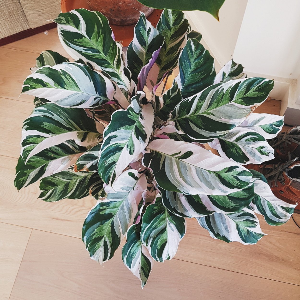 Калатея Синтия Вариегата