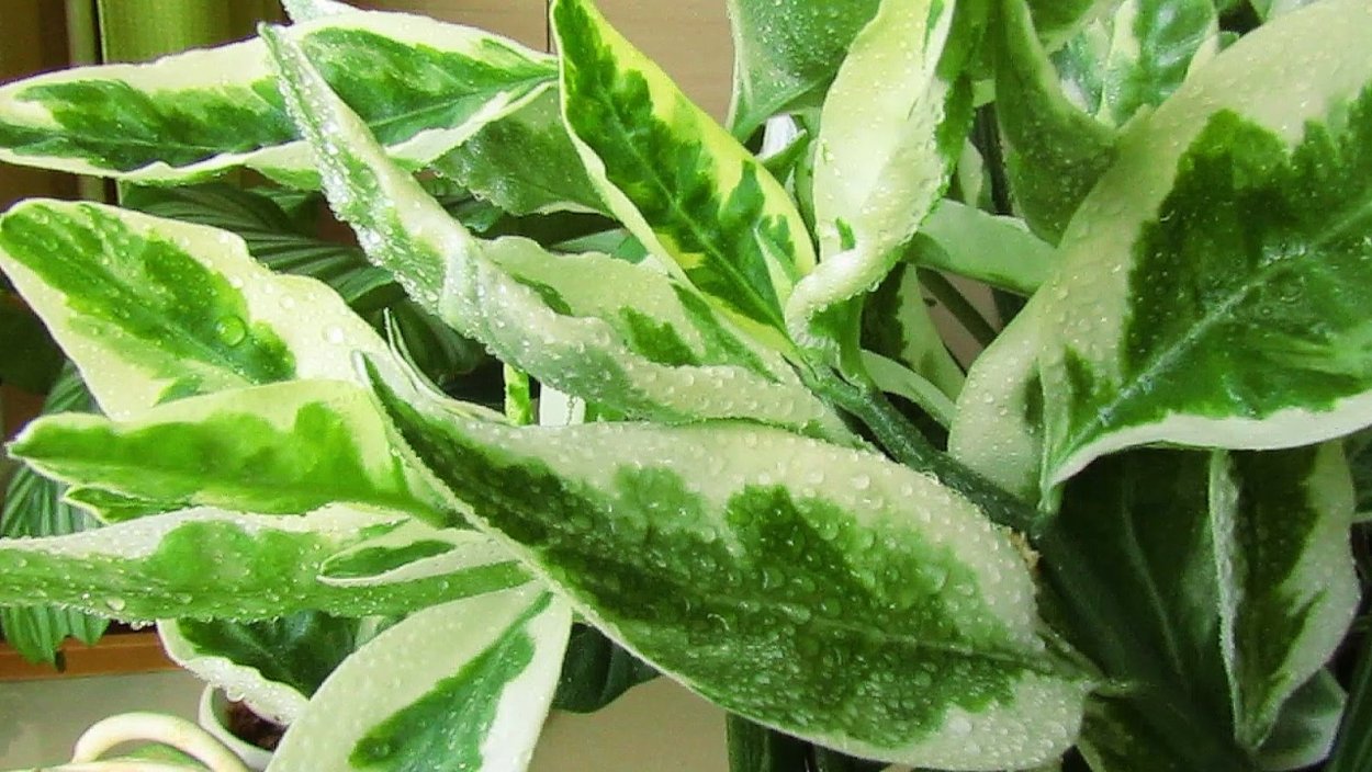 Педилантус мужегон