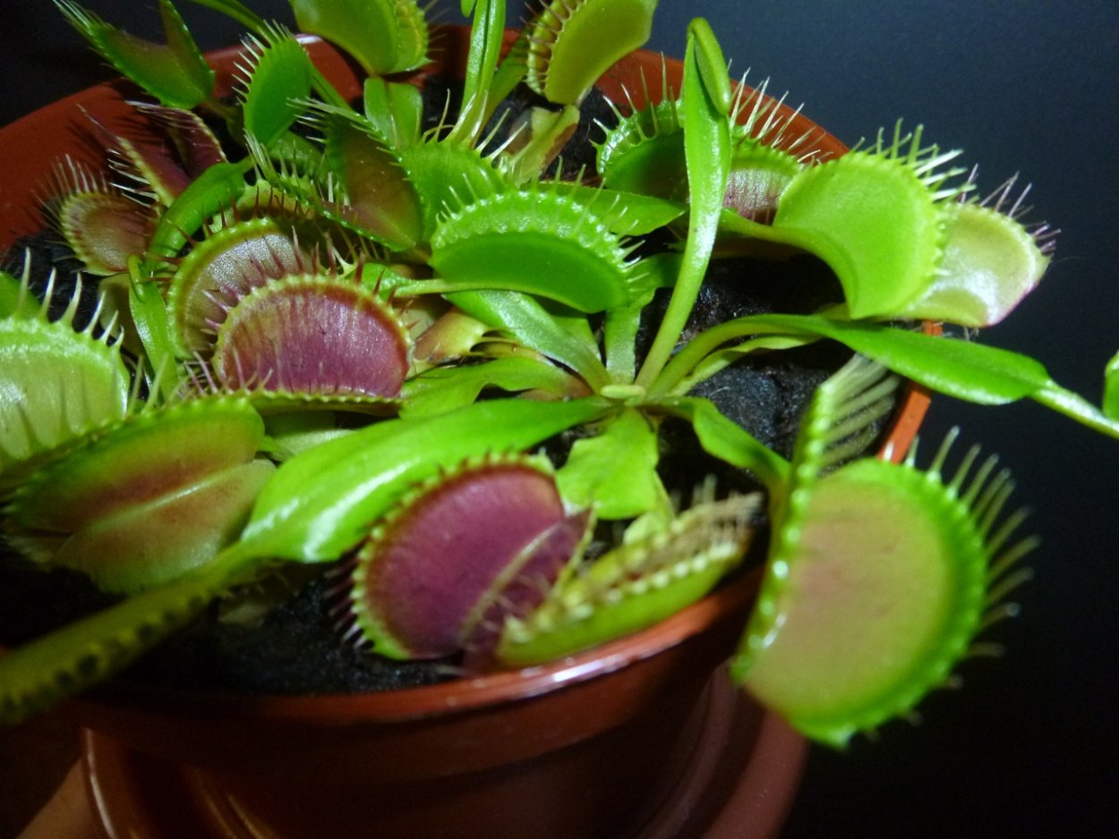 Венерина Дионея