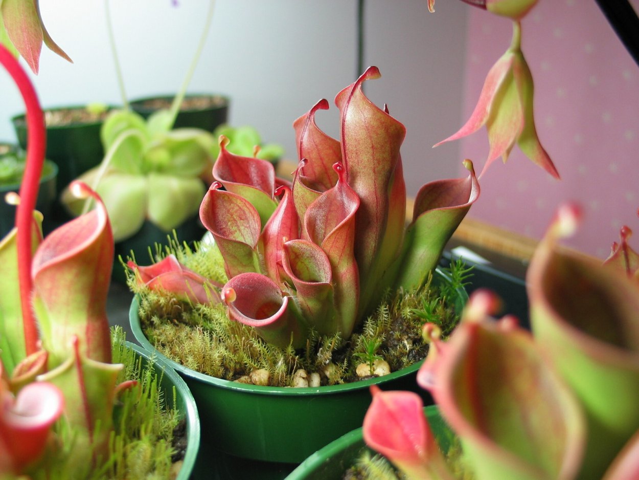 Гелиамфора Хищные растения