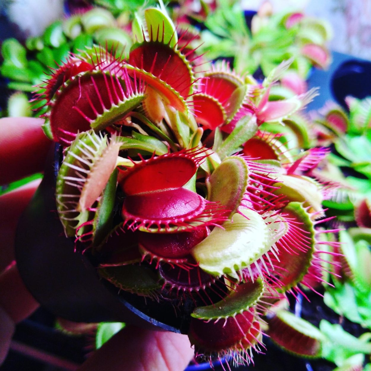 Экзотические растения хищники