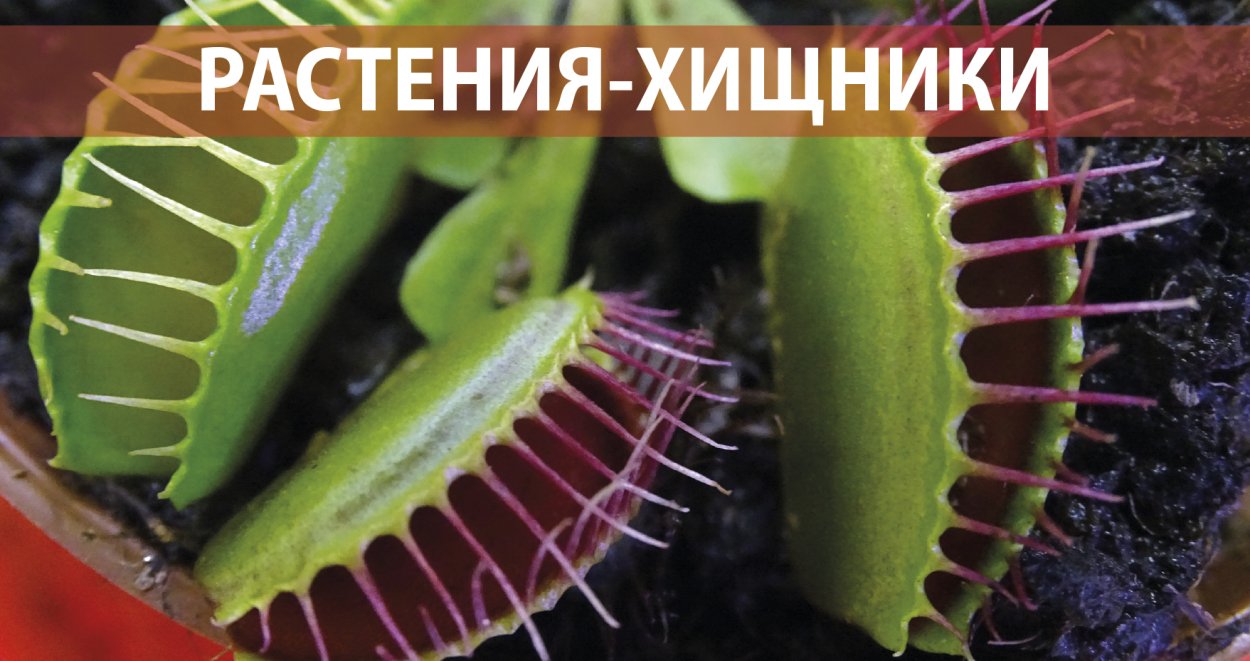 Хищные растения биология 6 класс