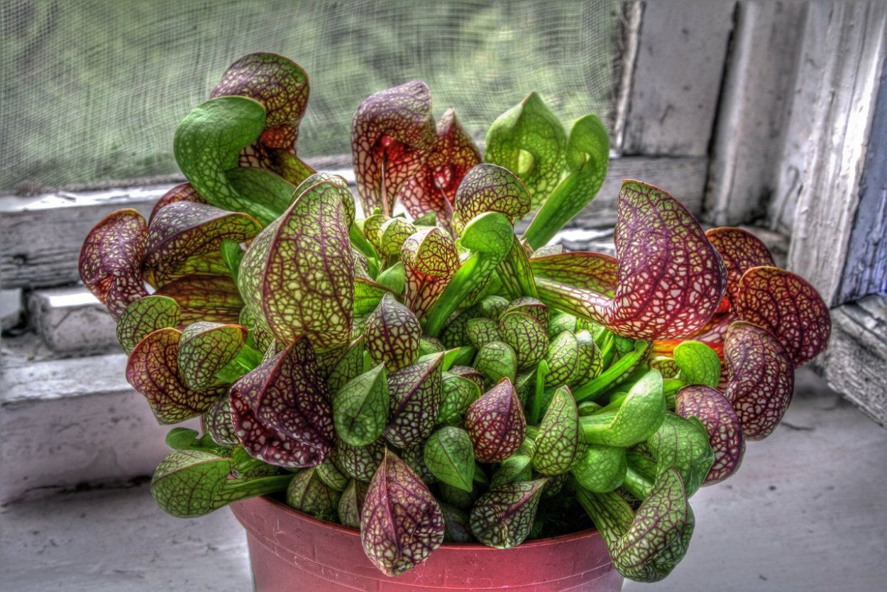 Насекомоядные растения пситтацина