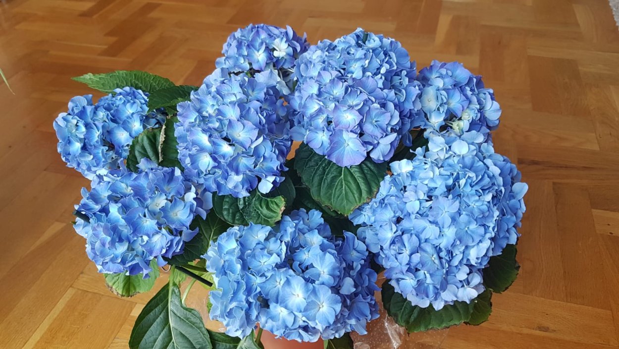 Гортензия комнатная зимой