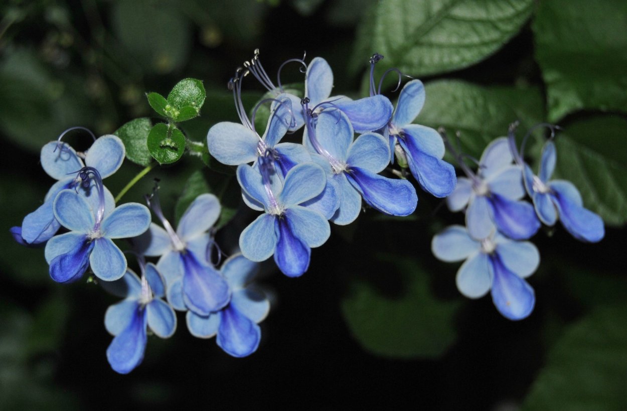 Клер угандийский