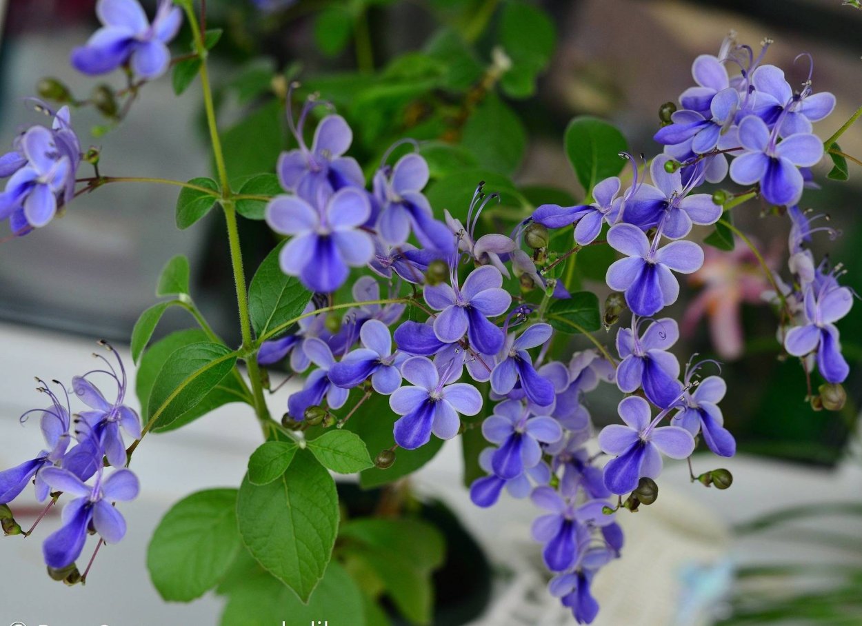 Цветок клеродендрум угандийский