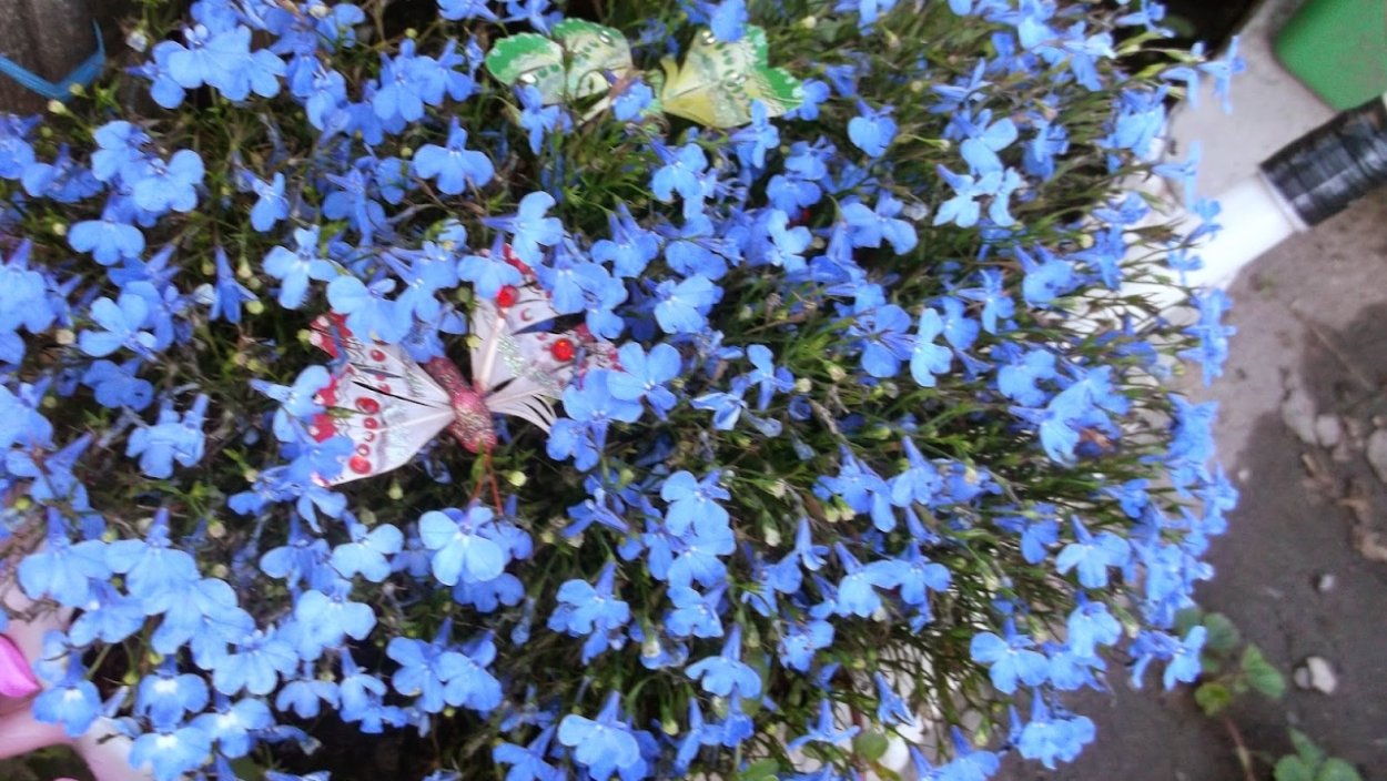 Лобелия семена