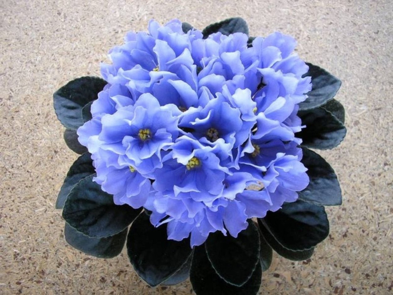 Фиалка ЕК голубые астры