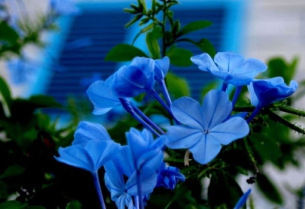 Голубой Олеандр цветок