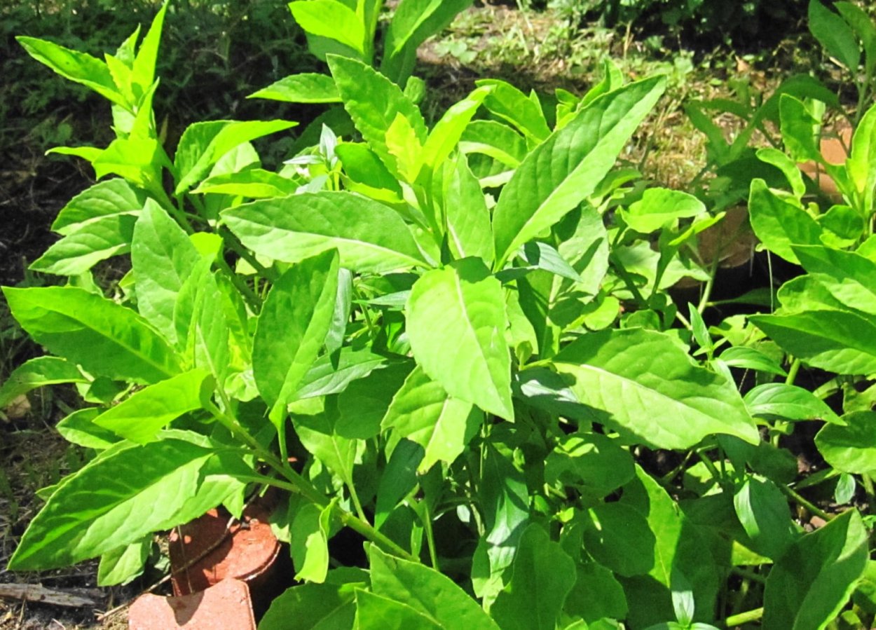 Джинура Прокумбенс