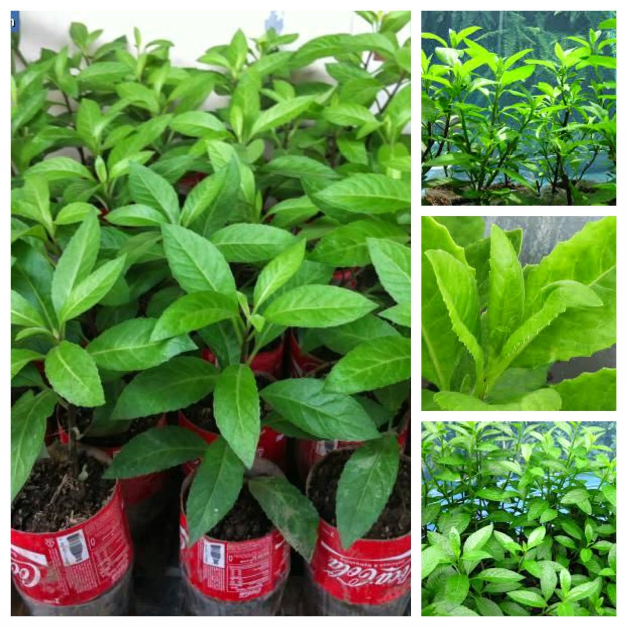 Джинура растение