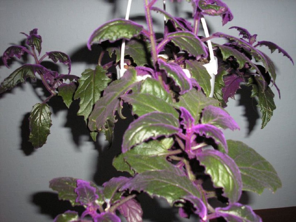 Гинура Вьюн