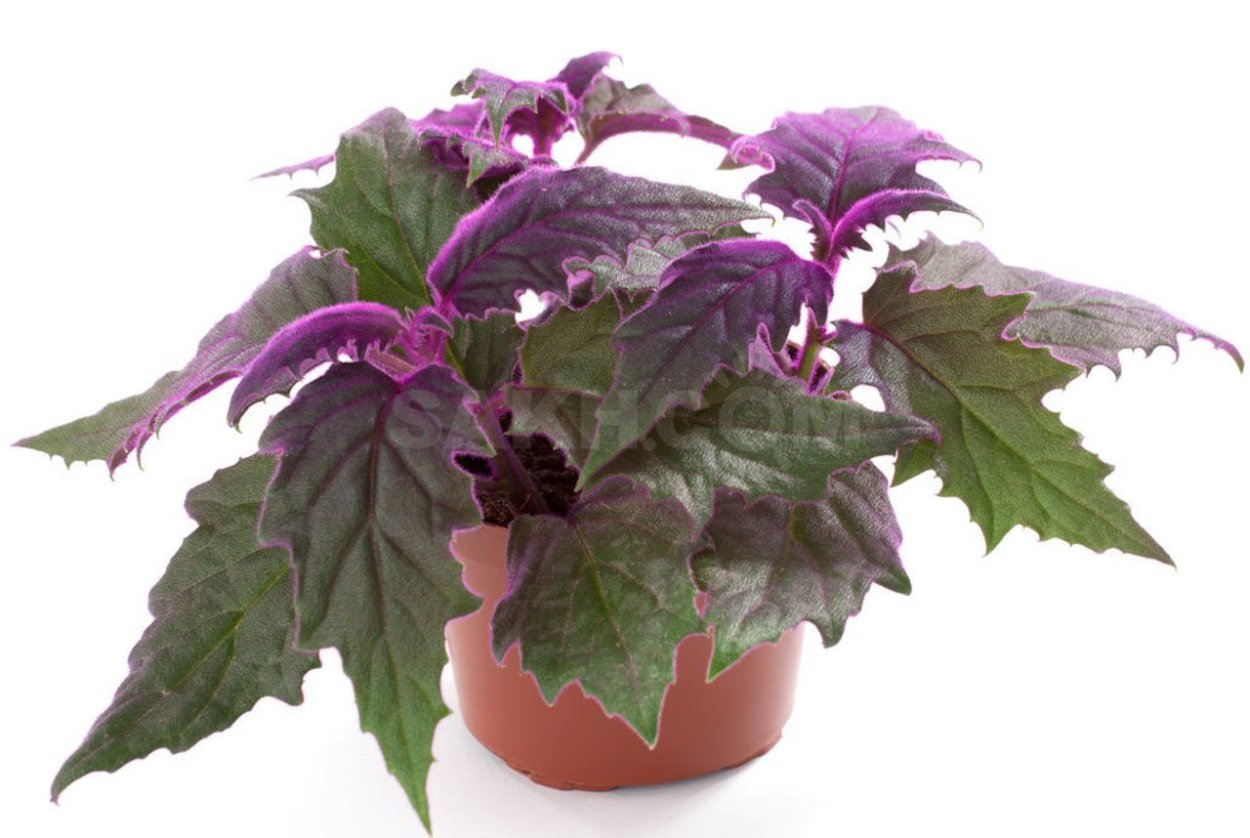 Гинура цветок