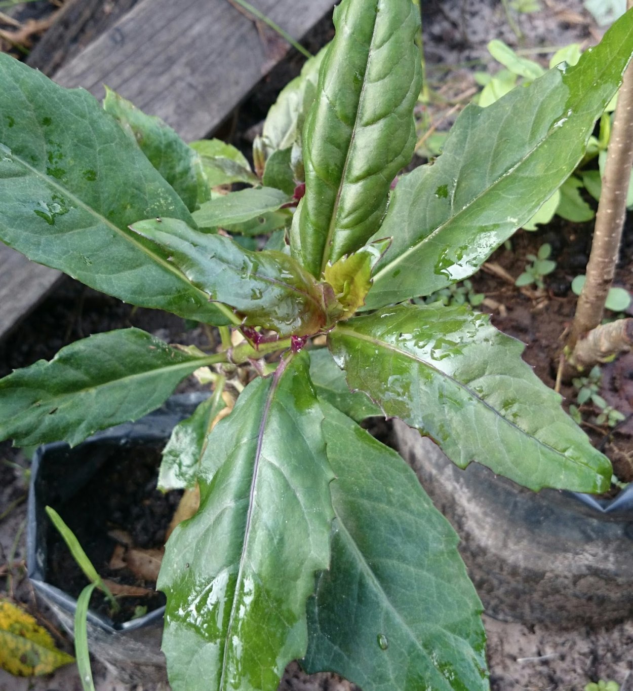 Джинура плоды