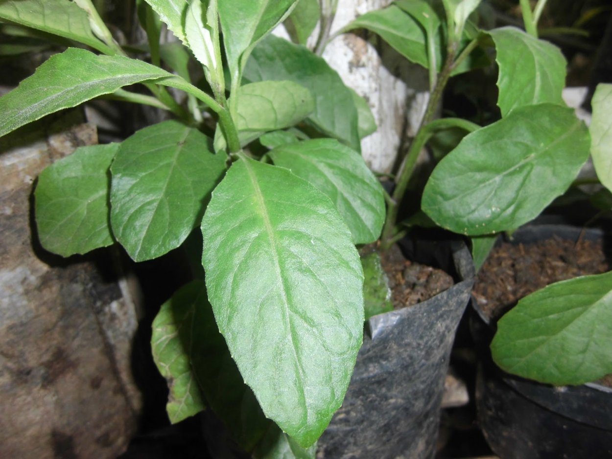 Гинура (Джинура) распростёртая