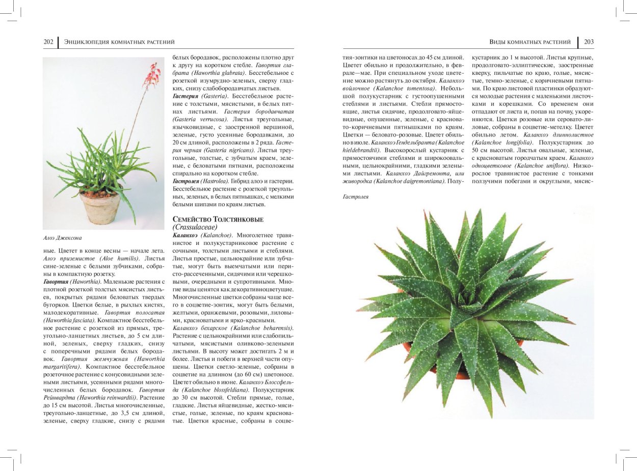 Детская энциклопедия комнатные растения