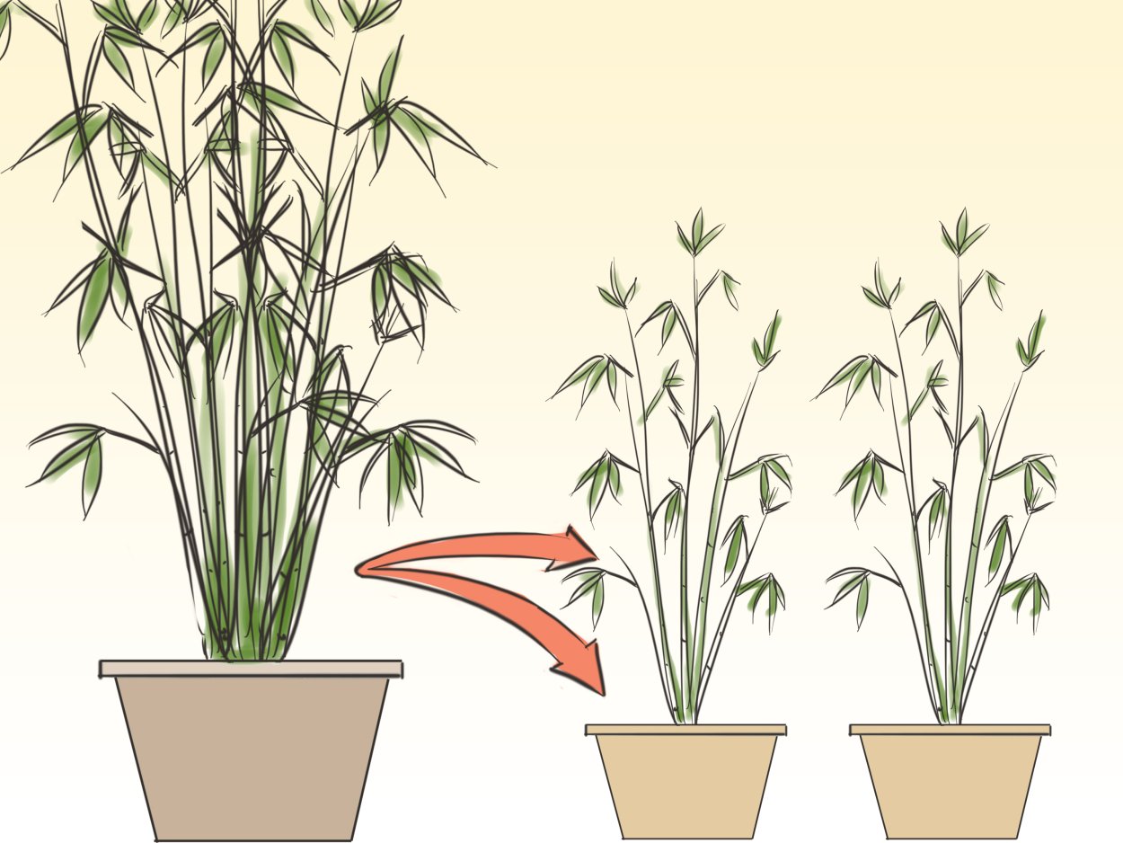 Бамбук тростниковый комнатное растение