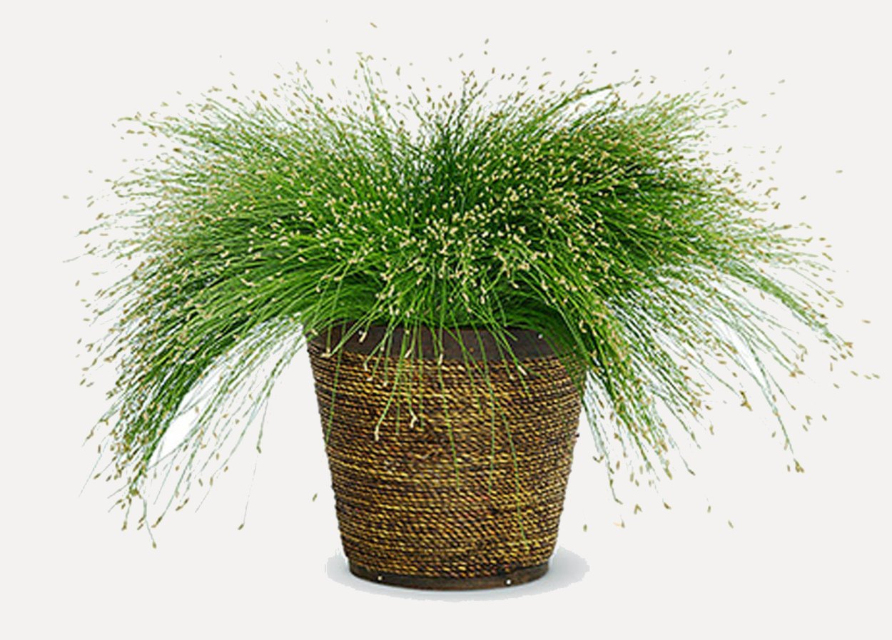 Сцирпус (Scirpus)(Изолепис.камыш)