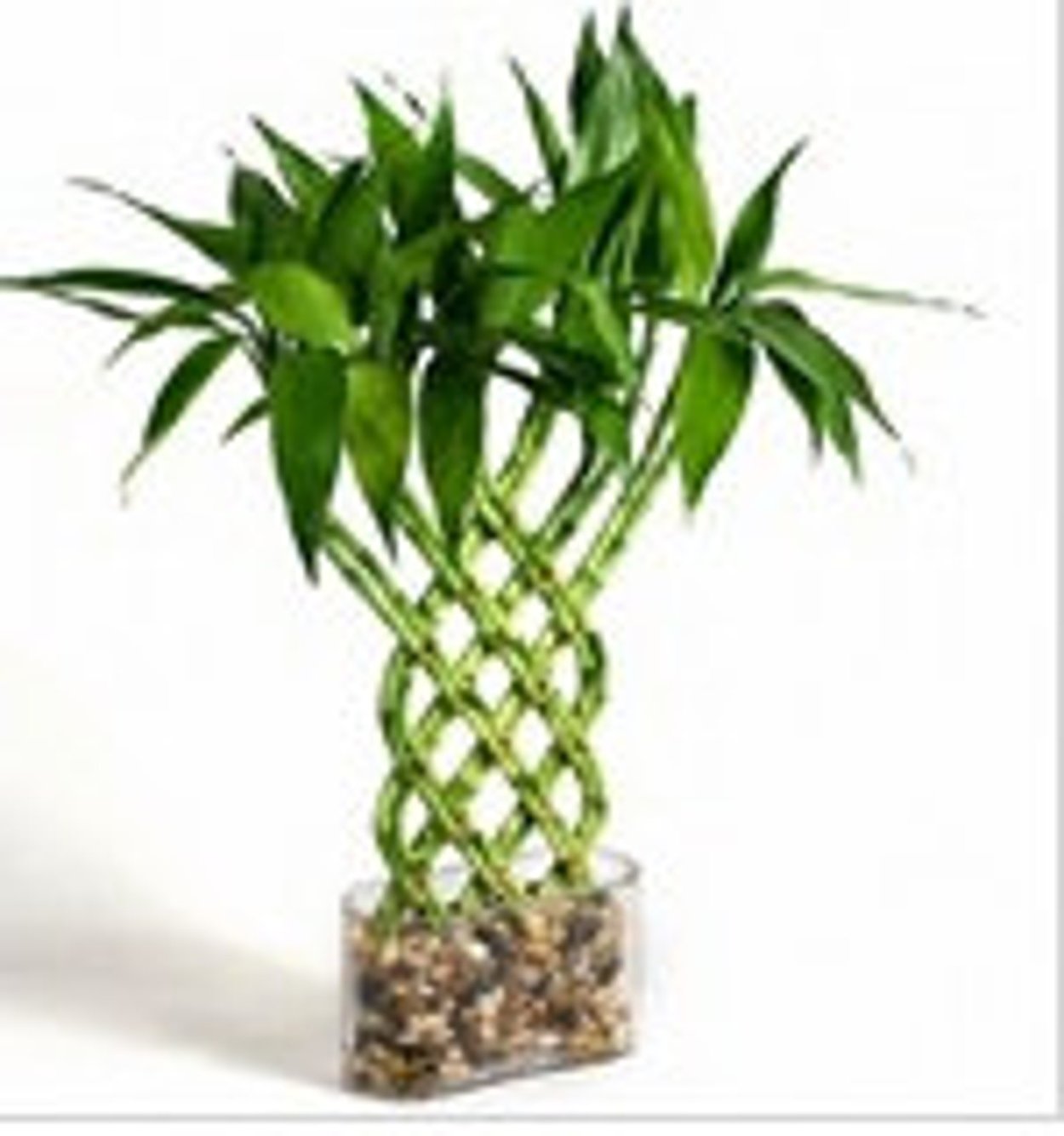 Драцена Сандера (сандериана