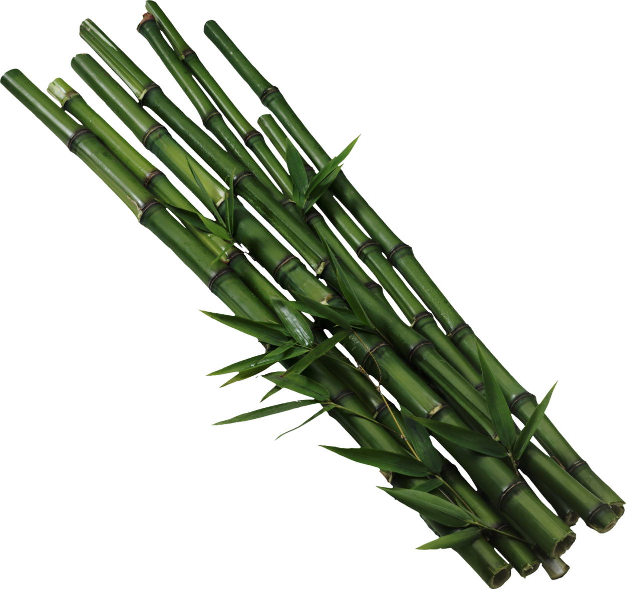 Бамбуковая веточка