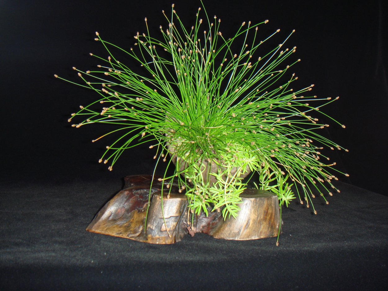 Изолепис камыш поникающий