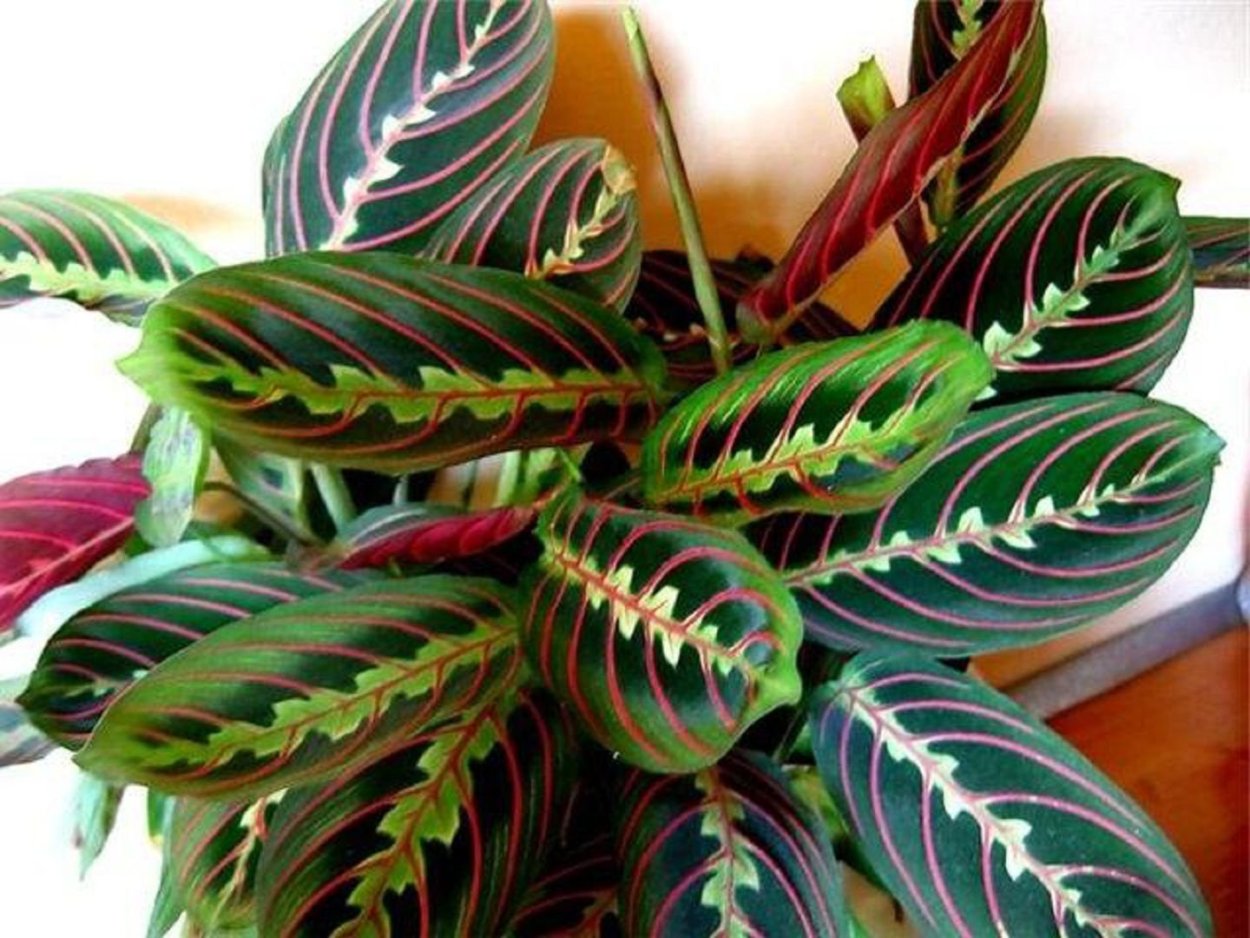 Маранта трехцветная