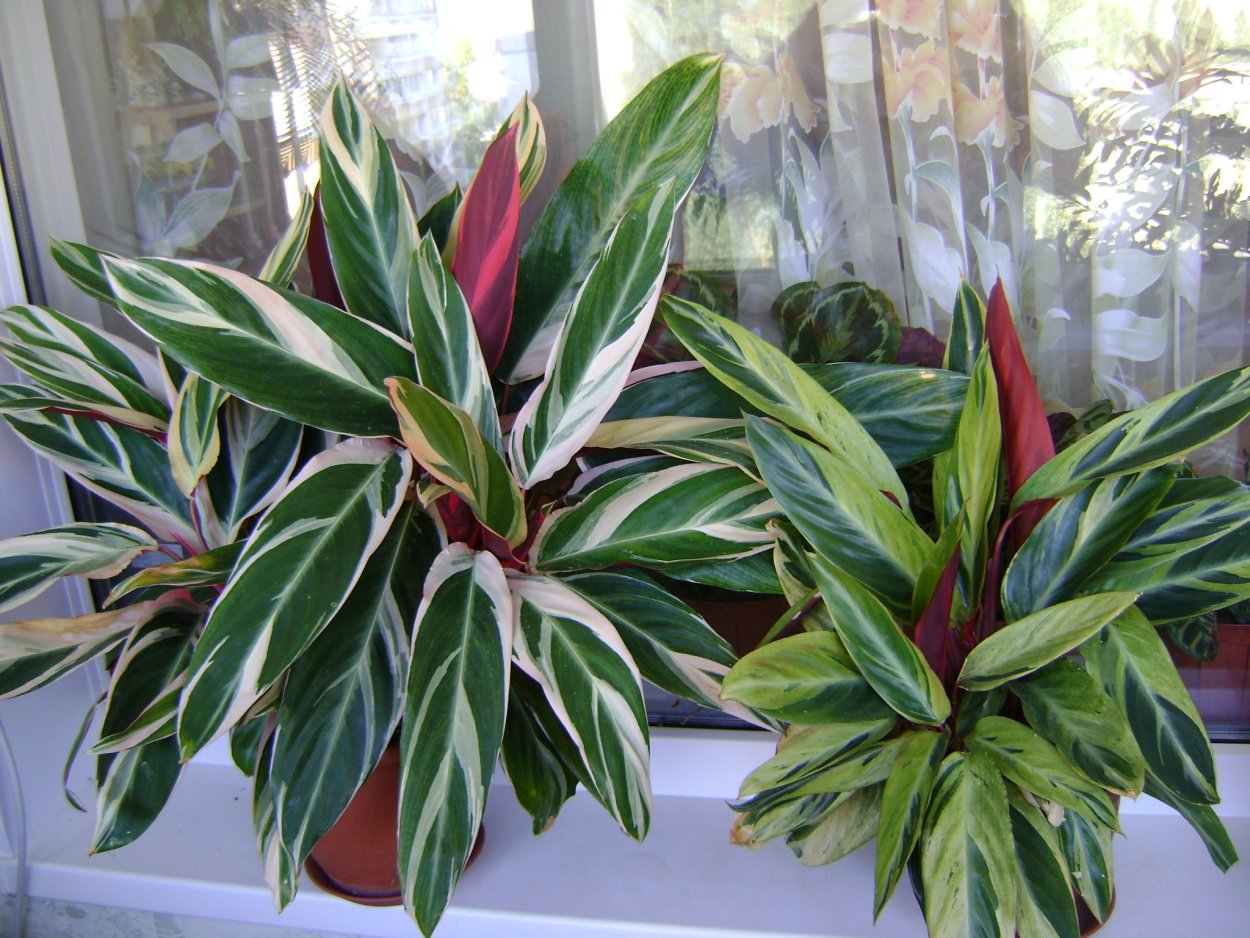 Цветок Триколор Строманта