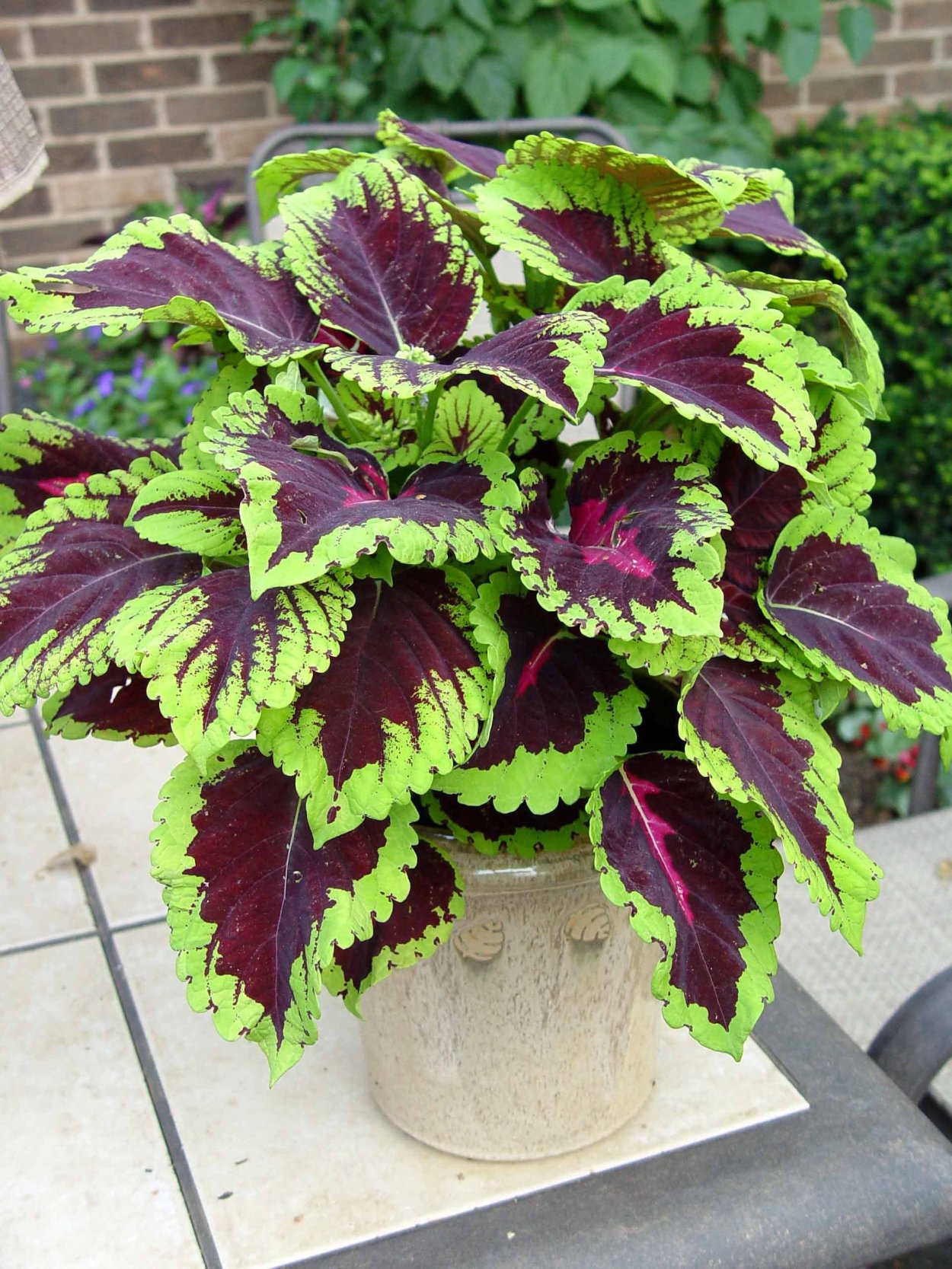 Колеус Ренельта Coleus rehneltianus