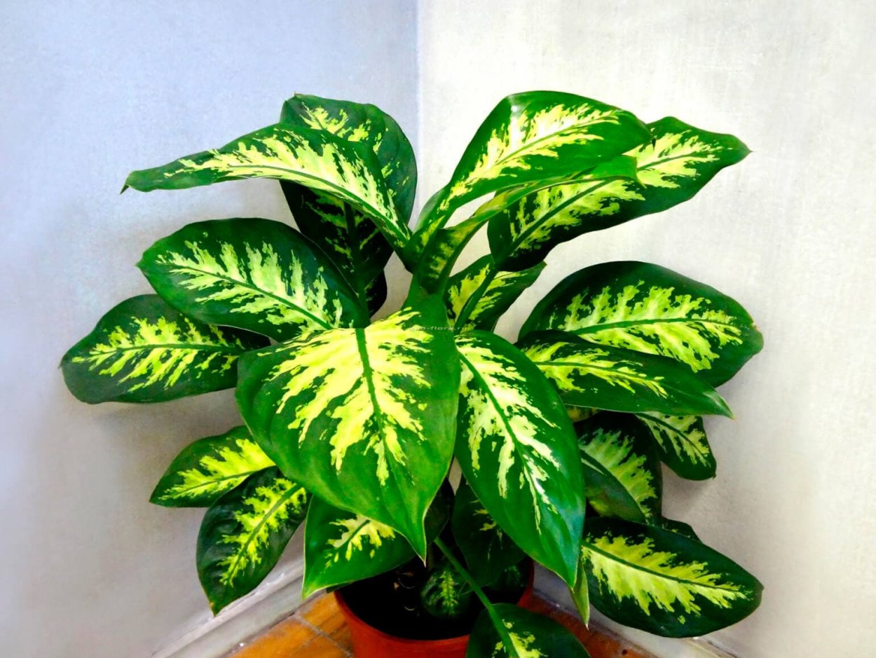 Цветок Диффенбахия комнатный