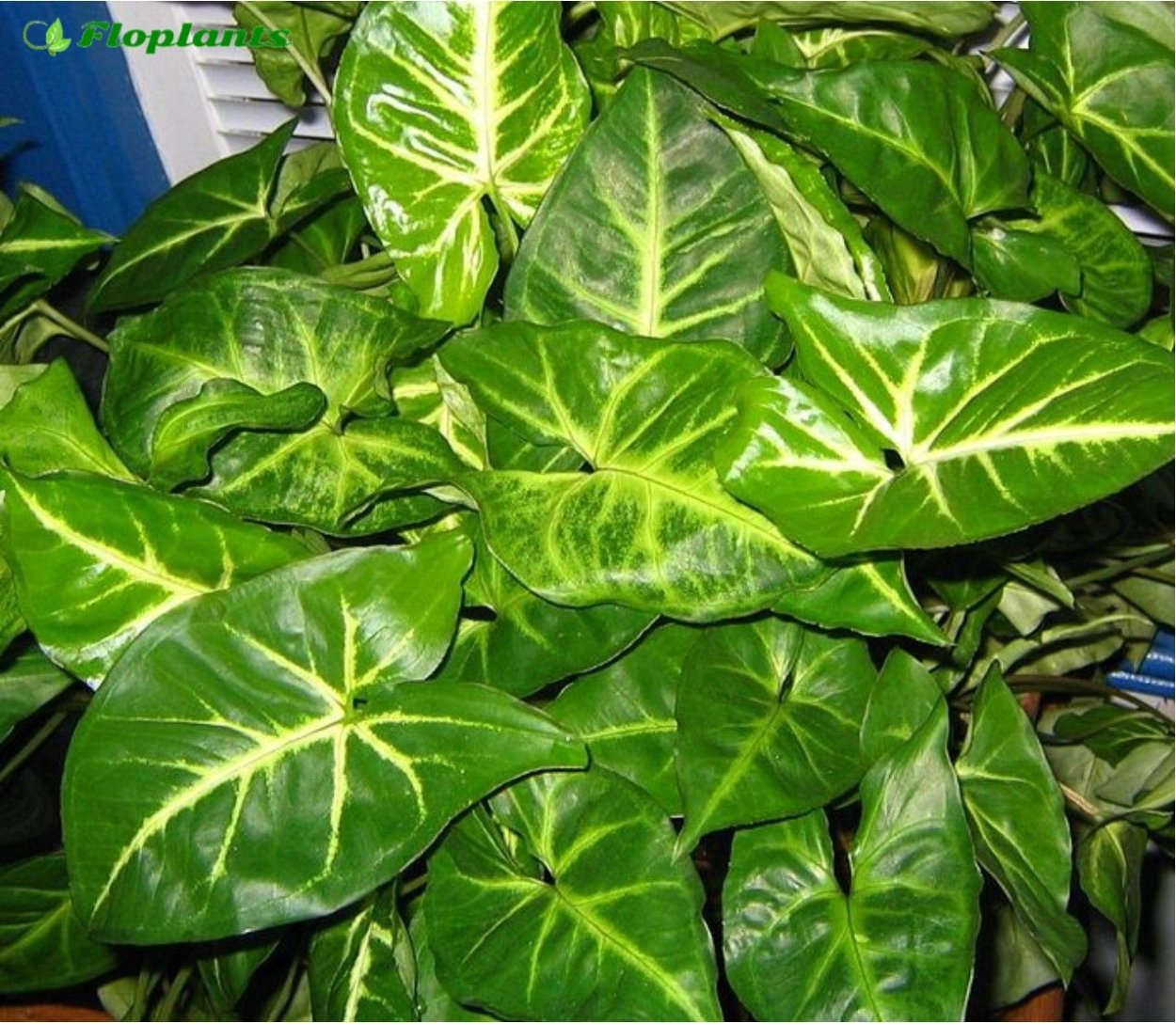 Сингониум Роксана