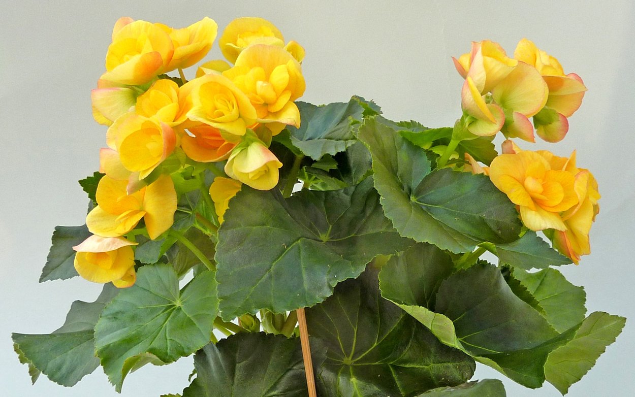 Бегония Элатиор Yellow Stone