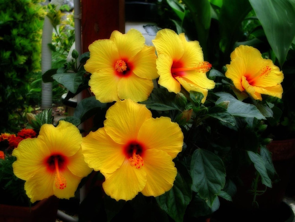 Гибискус Adonicus Yellow