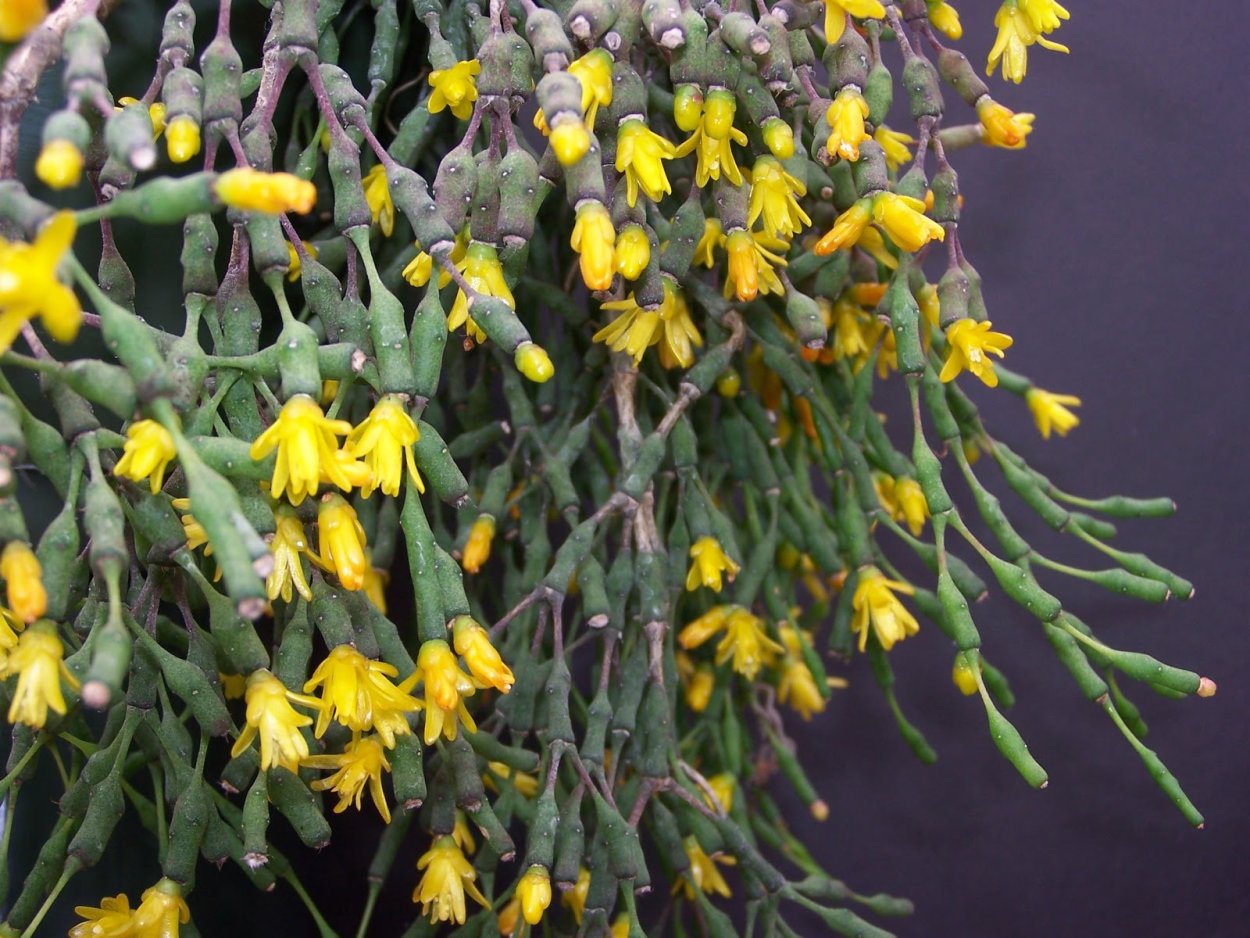 Хатиора бамбуковая