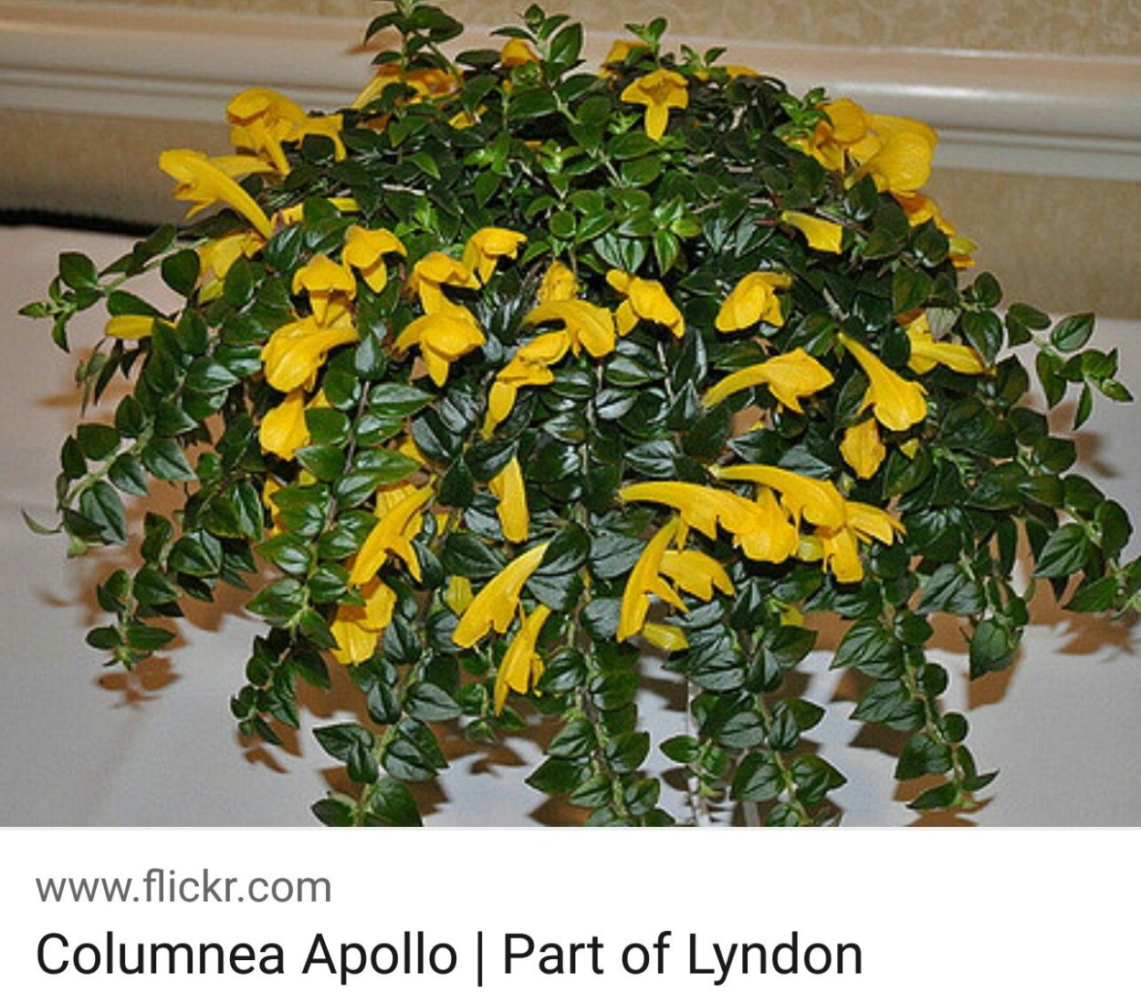 Эсхинантус колумнея