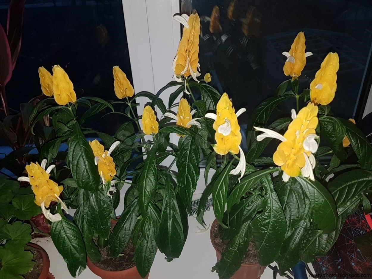 Пахистахис цветок комнатный